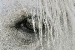 Close up view of the dark-rimmed eye of a white horse.