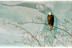 An American bald eagle sitting on a branch against a pale vision of the eagle in flight.