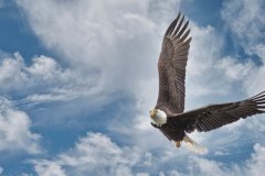 An American bald eagle soaring against a blue sky and clouds.