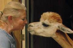 A woman greeting a llama nose to nose.