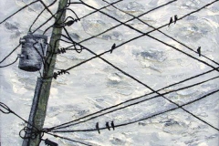 24 acrylic painting of birds on telephone wires.