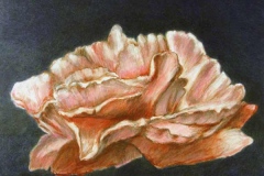 38 colored pencil drawing of a single pale rose against a black background.