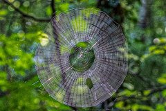 a large spider web against a dark green wooded background