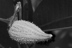 black and white close up of a dewy bud balanced horizontally on its stem