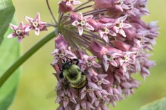 a bumble bee gathering pollen from a cluster of pink milkweed flowers