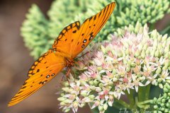 close up of an orange butterfly on a milkweed flower cluster.