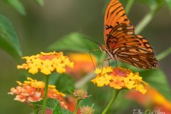 close up of an orange butterfly choosing beteen 2 yellow flowers