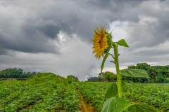 Stormy field with a large sunflower in the foreground.
