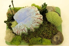 Moss and twig sculpture with whitened turtle shell.