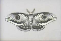 1 - stitched gray thread rendering of an emperor moth