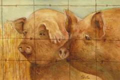 65 - two pigs looking out from a wire fence