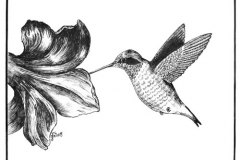 17, black and white line drawing of a humingbird feeding from a flower