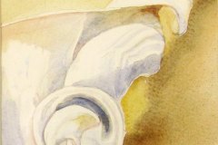 26, watercolor rendering of a curvilinear sea shell