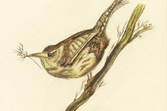 68, a brown and yellow bird with a sprig in its beak sits on a branch.