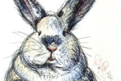 09, loose pen drawing of a white rabbit with a red nose facing us directly