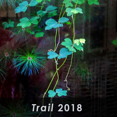 trail 2018 with background of green leaves