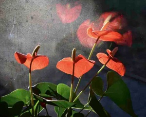 photography by Patricia Pietersen