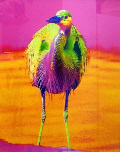 photography by Lynne Parker