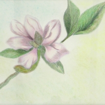 NAT-13_Linda-Pellerin_Magnolia-Surprise_graphite,-colored-pencil,-pastel