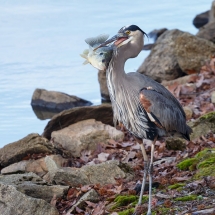 NAT-40_Ellen-Devenny_Ole-Tanglefoot-Catches-a-Fish_photography