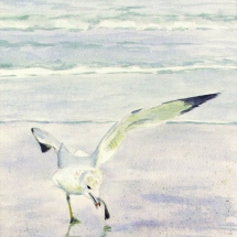 NAT-56_Isabelle-Griesmyer_Seagull_watercolor