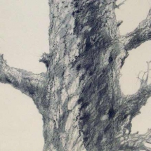 Graphite drawing "Tree Series Drawing no. 4" by Wil Bosbyshell.