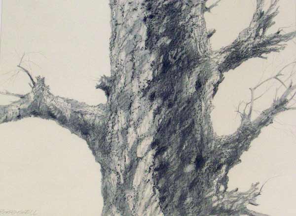 Graphite drawing "Tree Series Drawing no. 4" by Wil Bosbyshell.