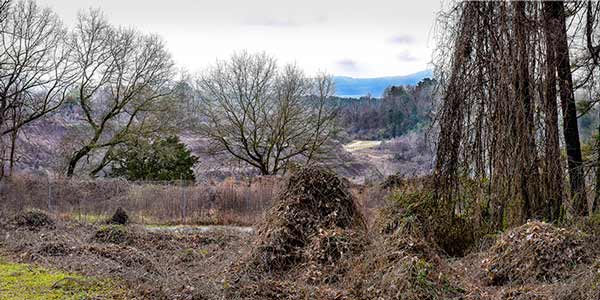 Photograph "January 25" of winter landscape by Lynne-Parker.