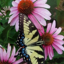 T15_Shirley-Brutko-Butterfly-&-Bloom_photography