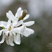 T19_Ellen-Devenny_Star-Magnolia_photography