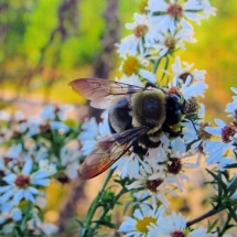 T1_Kathy-Livermore_Pollinator_photography