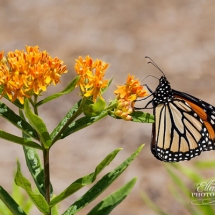 T21_Ellen-Devenny_Save-Our-Monarchs