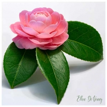 pink petaled flower atop 3 leaves photographed by Ellen Devenny.