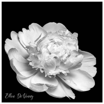 large single white flower on a black background photographed by Ellen Devenny.