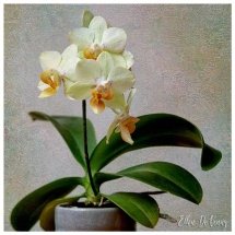 5 white blooms on a single plant with 6 large leaves growing from a flower pot photographed by Ellen Devenny.