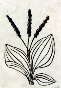 linocut print of broadfleaf plaintain by artist Jenna Webb.