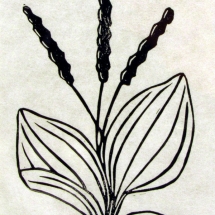 linocut print of broadfleaf plaintain by artist Jenna Webb.