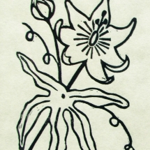 linocut print of a passion flower by artist Jenna Webb.