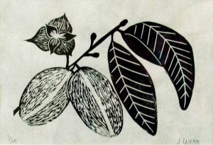 linocut print of paw paws by artist Jenna Webb.