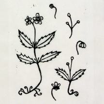 linocut print of spotted wintergreen plant by artist Jenna Webb.