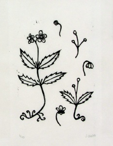 linocut print of spotted wintergreen plant by artist Jenna Webb.