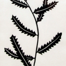 linocut print of a sweet fern plant by artist Jenna Webb.