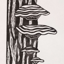 linocut print of a striped turkey tail mushroom by artist Jenna Webb.