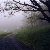 misty curved path beside an old tree photographed in color by photographer Robert Webb.