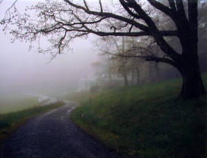 misty curved path beside an old tree photographed in color by photographer Robert Webb.