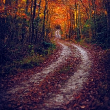 Appalachian dirt road under fall foliage photographed in color by photographer Robert Webb.