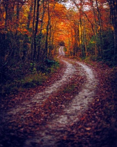 Appalachian dirt road under fall foliage photographed in color by photographer Robert Webb.