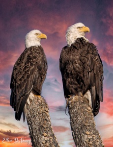 18 Ellen Devenny, Majestic, photography