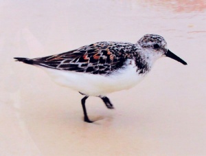 3 Bertie McClain, The Bird, photography