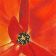 36 Janet Dyer, Joy, colored pencil